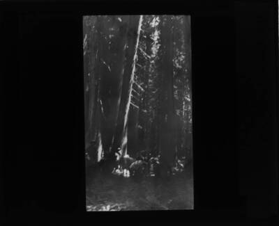 The glass slide reads: 'Western Red Cedar. Moose Creek, Idaho.'