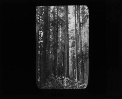 The glass slide reads: 'Mature Spruce, White Sand Creek, Idaho.'