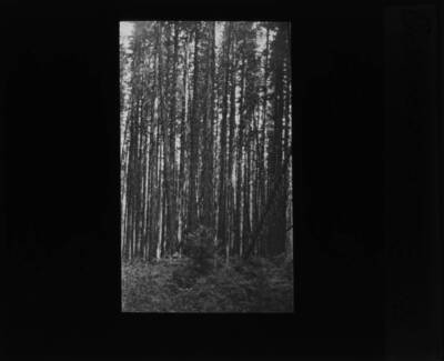 The glass slide reads: 'Columbian Spruce, Powell, Idaho.'