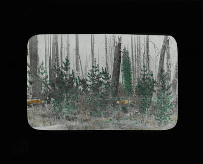 The glass slide reads: 'Regeneration of Lodge Poles on old burn of White Bark Pine.'