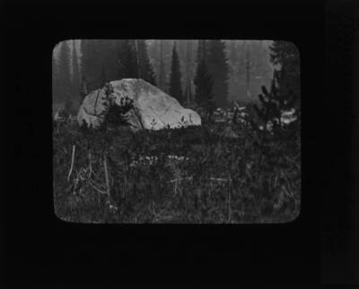 The glass slide reads: 'Regeneration of Lodge Pole Pine at Hoodo Lake.'