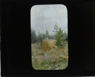 Image of a stump and what looks like pine regeneration.