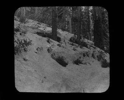 The glass slide reads: 'Effects of snow upon seedlings. North slope Moscow Mountains.'