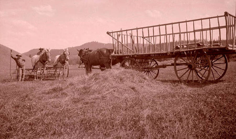 W. A. Stonebraker (Bill) on far left holds a pitchfork. Another man sits at the reigns of two horses pulling a hay tedder. More horses pull an empty hay wagon.
