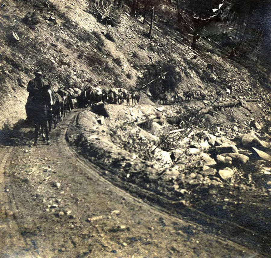 A man leads a pack train of mules around a rocky bend.