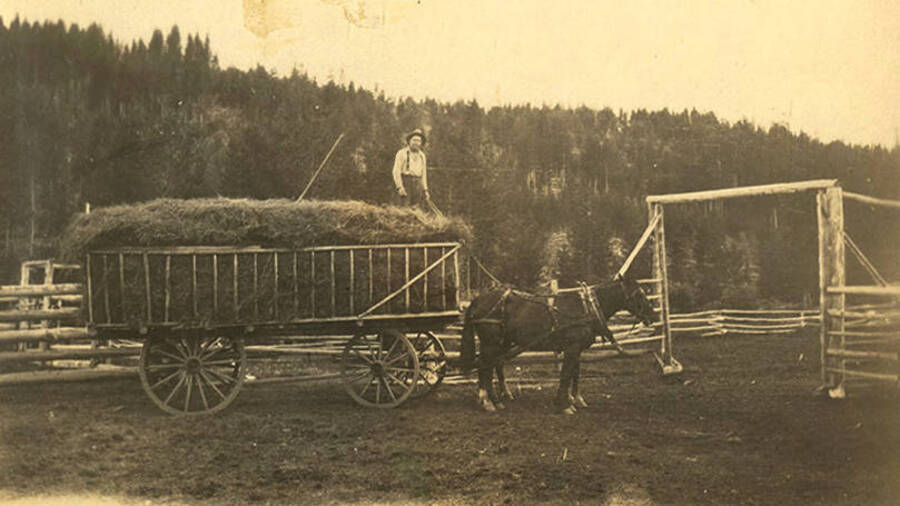 W. A. Stonebraker stands on top of a wagon of hay at his ranch. A horse pulls the wagon outside of a corral.
