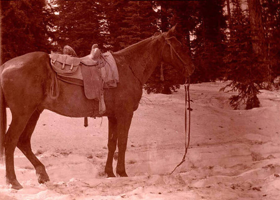 Al Stonebraker's horse, Jim, stands on a snowy trail.
