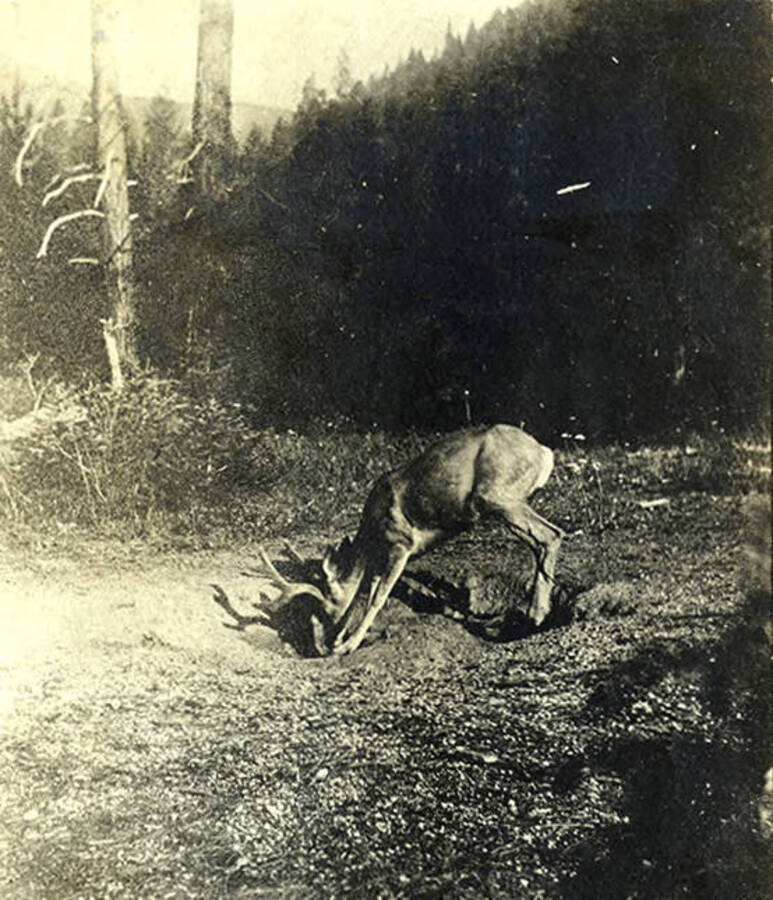 A mule deer stands in two holes in the ground. It's head is bent, with its nose to the ground.