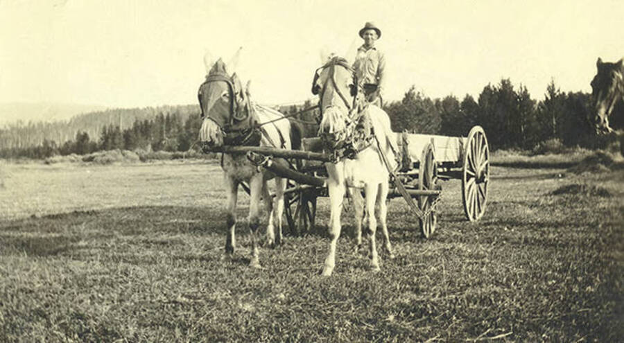 Sumner Stonebraker stands in an empty wagon pulled by two horses in the meadow near the Stonebraker Ranch.