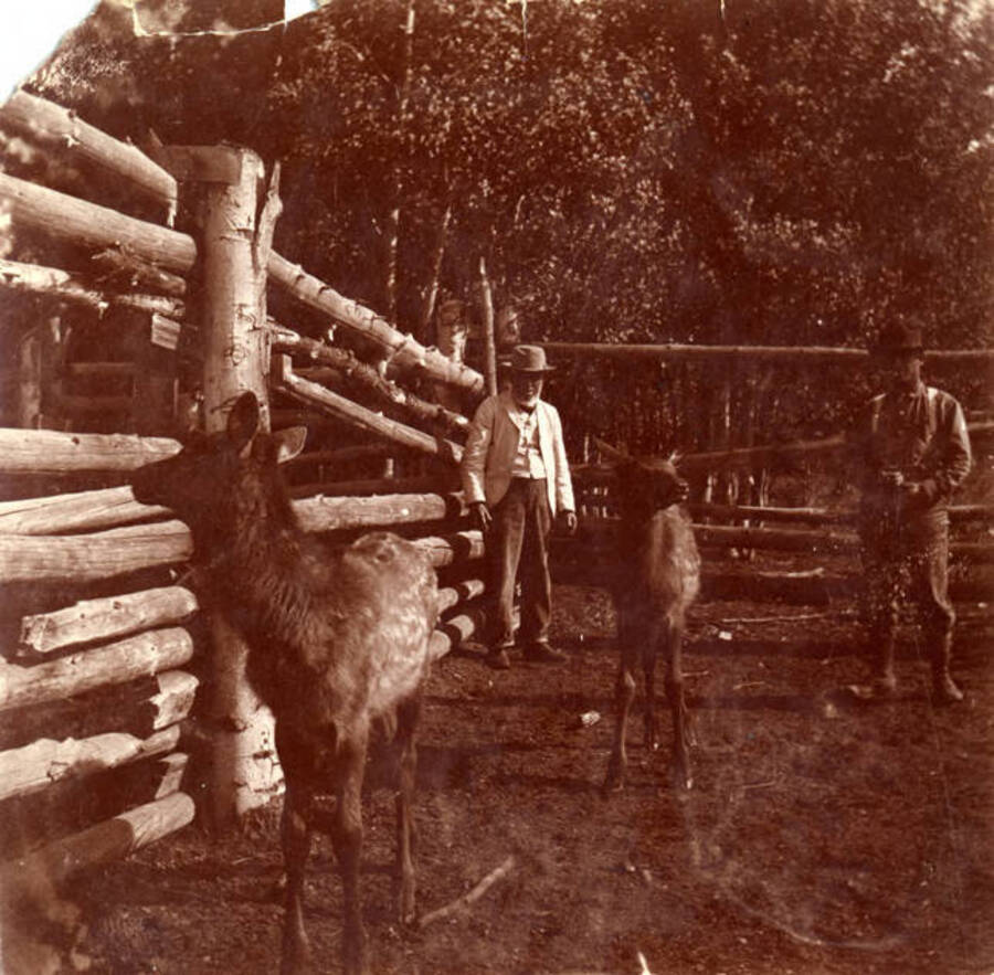 Two men stand next to two elk calves in a corral in Jackson, Wyoming. Part of a Stonebraker scrapbook.