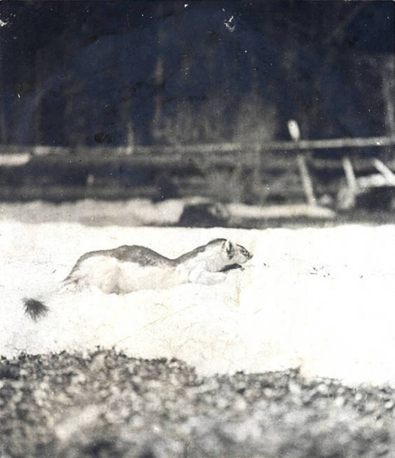 A weasel on a snow bank.
