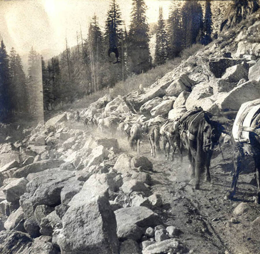 Pack of horses carrying supplies follows a trail through rocky terrain.