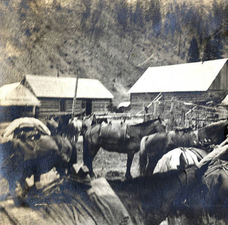 Horses stand saddled in a corral with wooden buildings nearby. The photo caption reads: 'Waiting to be packed.'