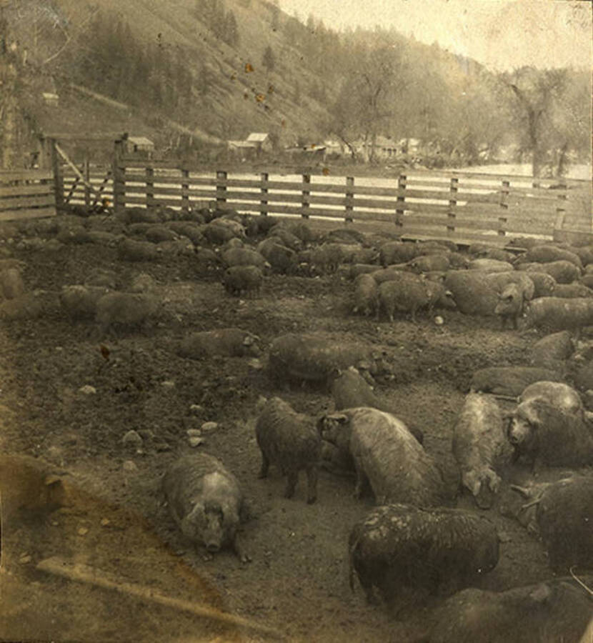 Hogs in a hog pen owned by the Stonebraker family on the Clearwater River.