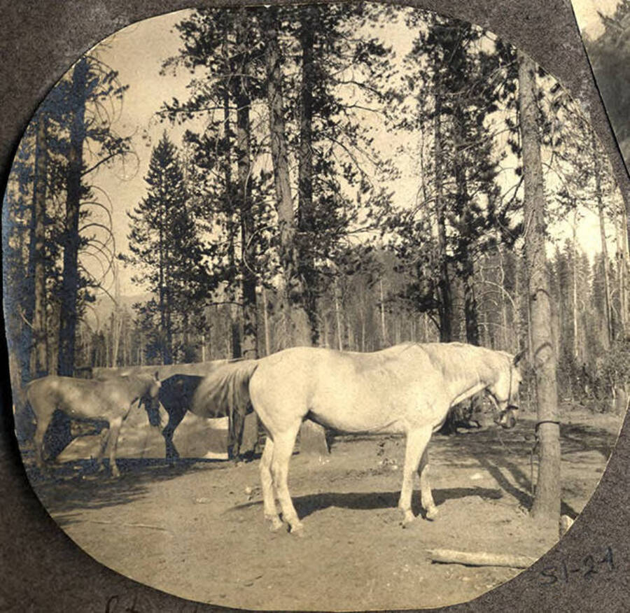 Horses rest in a forested area on the way to Thunder Mountain.