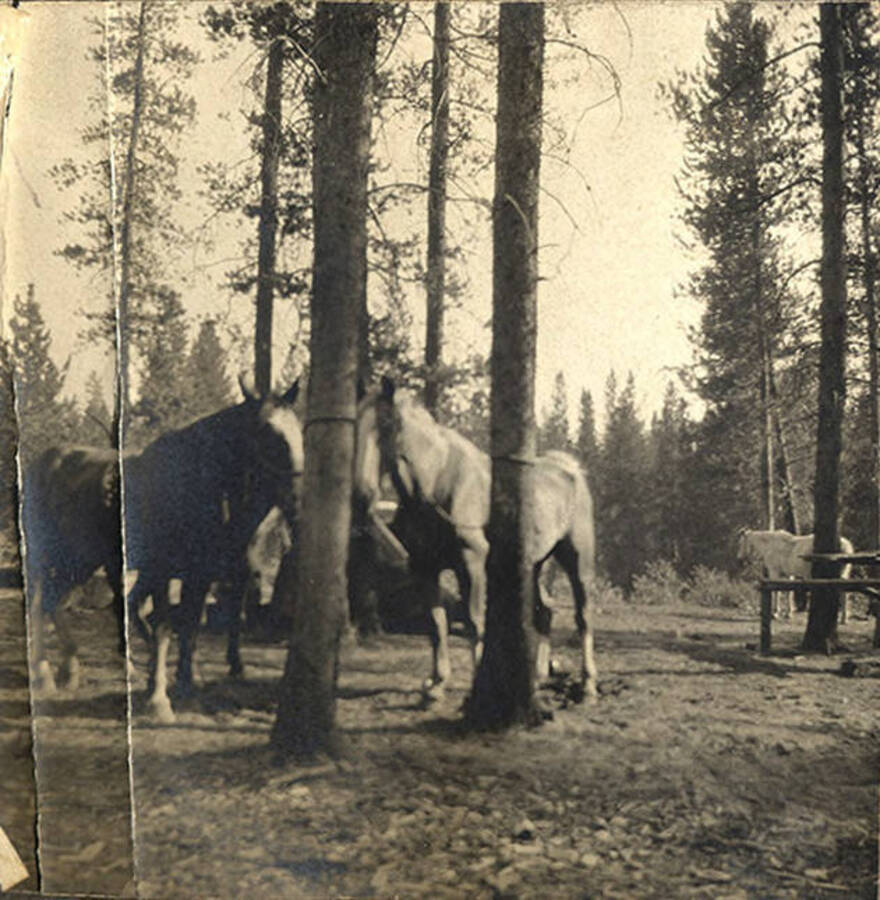 Horses rest in camp.