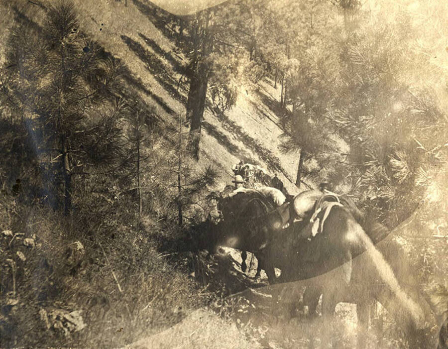 A man looks back towards the camera surrounded by the horse pack train in a wooded area.