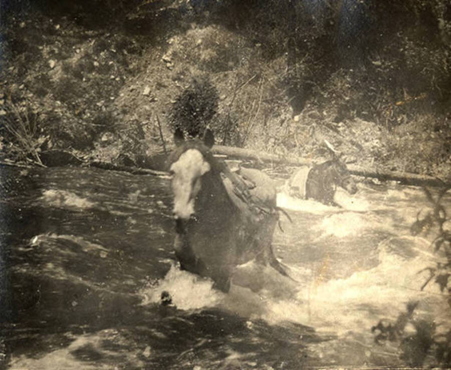 Two horses with packed supplies attempt to cross the river.
