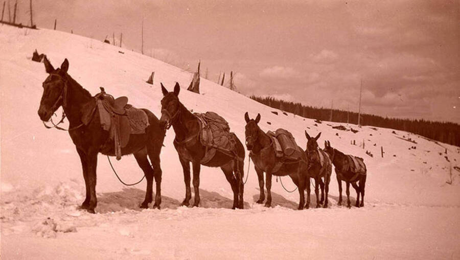 Five mules stand saddled and loaded with supplies in the snow.