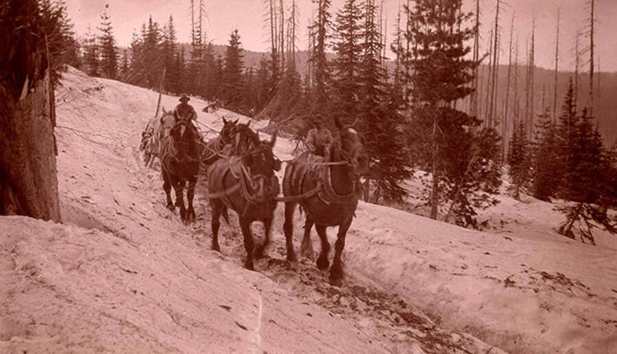 Freight wagon pulled by horse team near Elk Summit.
