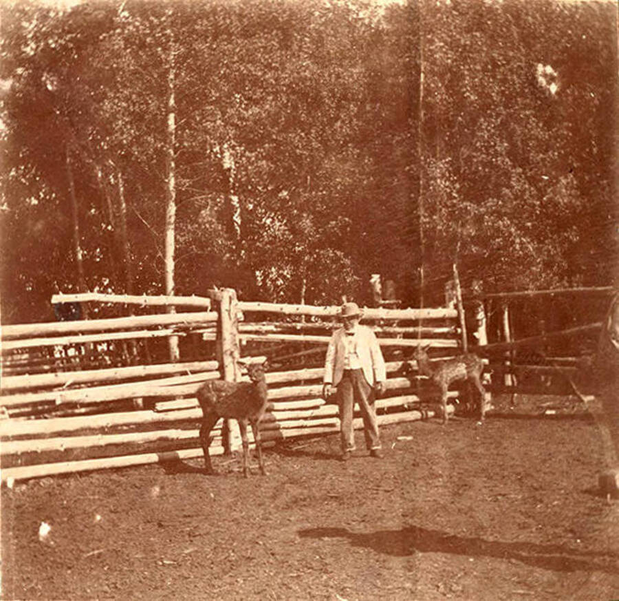 A man stands next to two elk calves in a corral in Jackson, Wyoming. Part of a Stonebraker scrapbook.