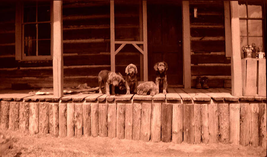 Five puppies sit on the front porch of the homestead.