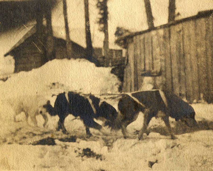 Three dogs sniff the ground in front of snow and buildings at Stonebraker Ranch.
