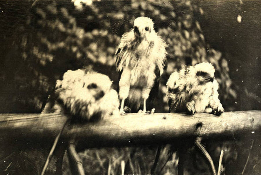 Three eagle chicks sit on a wooden post at the Juno Group of Claims property near Thunder Mountain.