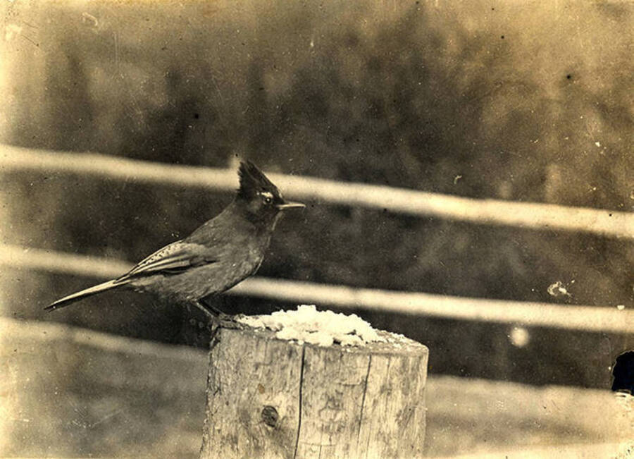 A blue jay is perched on a wooden post at the Juno Group of Claims property near Thunder Mountain.