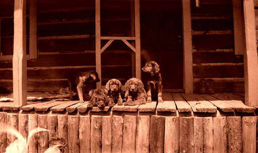 Five puppies sit on the front porch of the homestead.