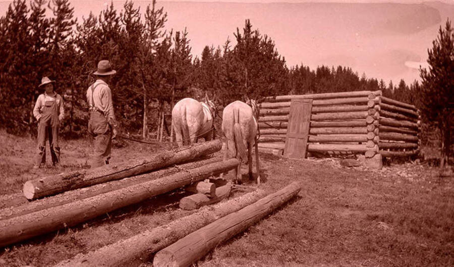 Red Hadden (left) and Bill Stonebraker (right) stand with two horses near logs waiting to be used in constructing a log cabin in the distance.