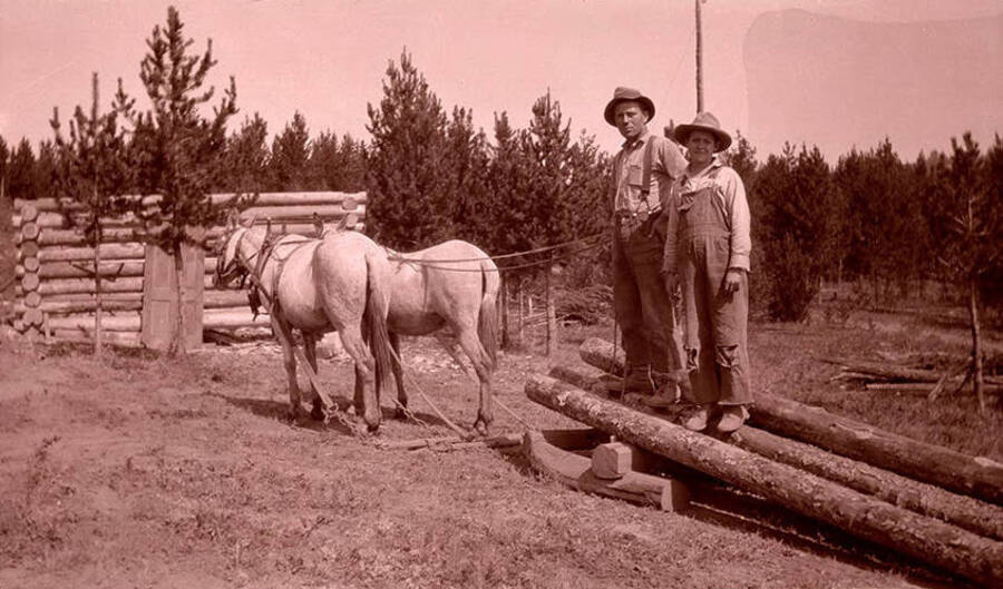 Bill Stonebraker (left) and Red Hadden (right) work with white mules as wood runners.