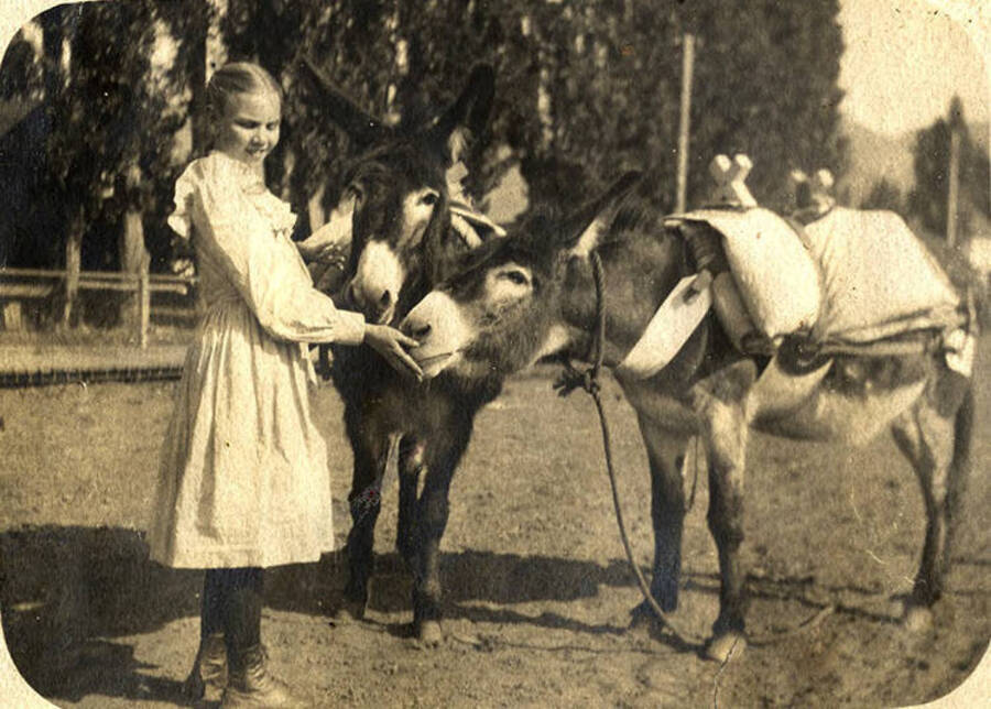A young girl stands with two burros. 