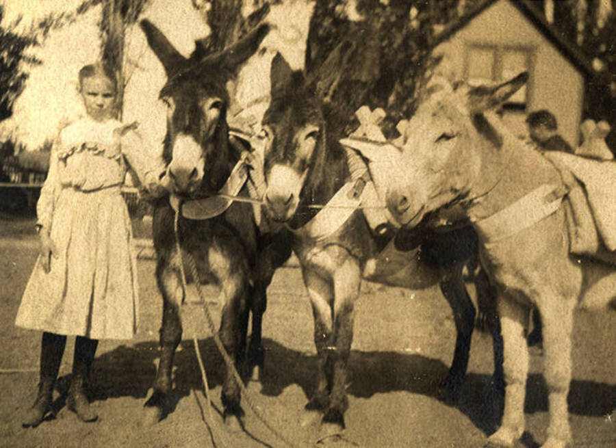 A young girl stands with three burros. 