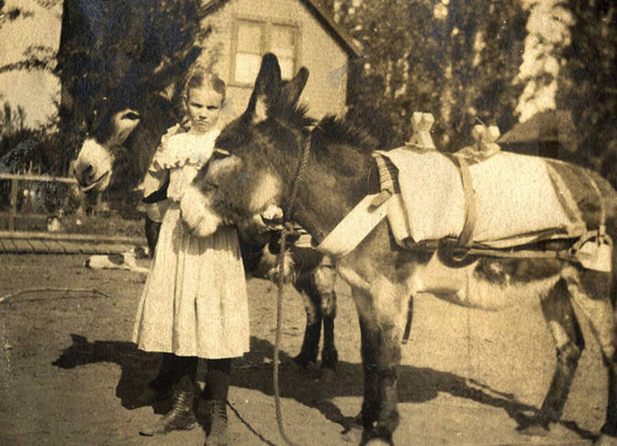 A young girl stands with two burros.