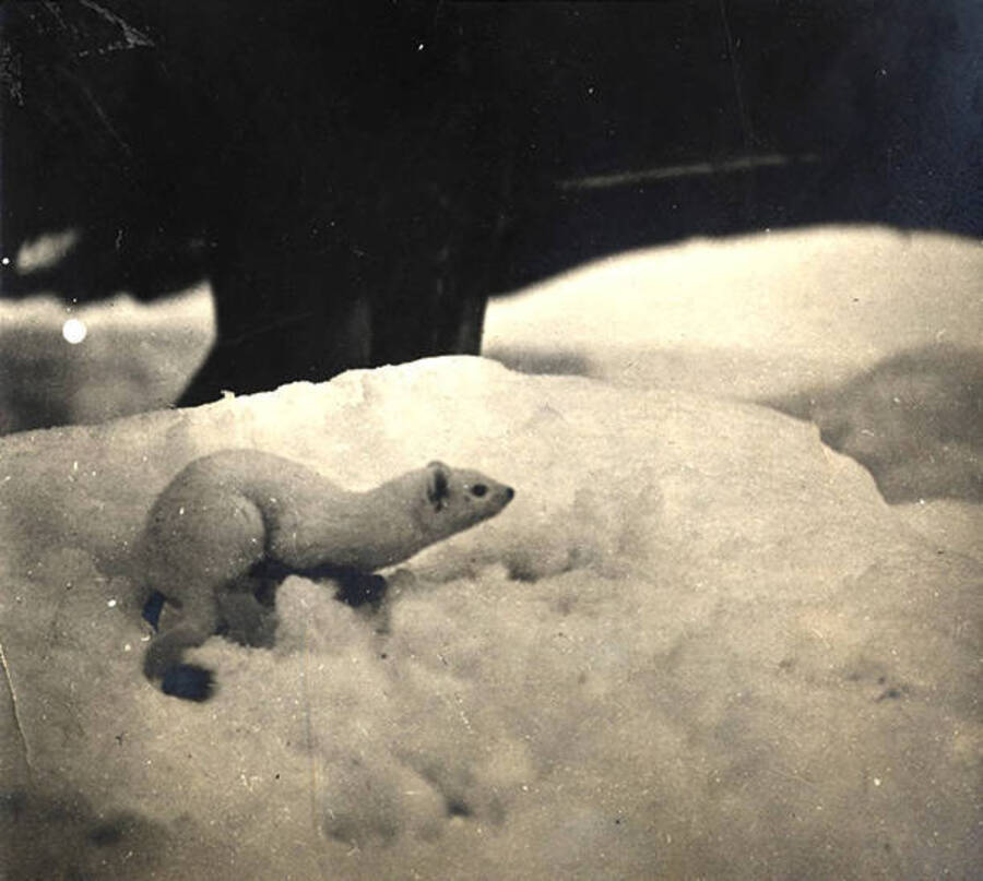 Pet weasel in the snow. The photo caption reads: 'Ermine.'