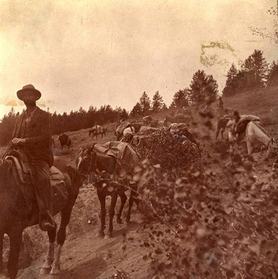 Horses carrying supplies while traveling on a trail.