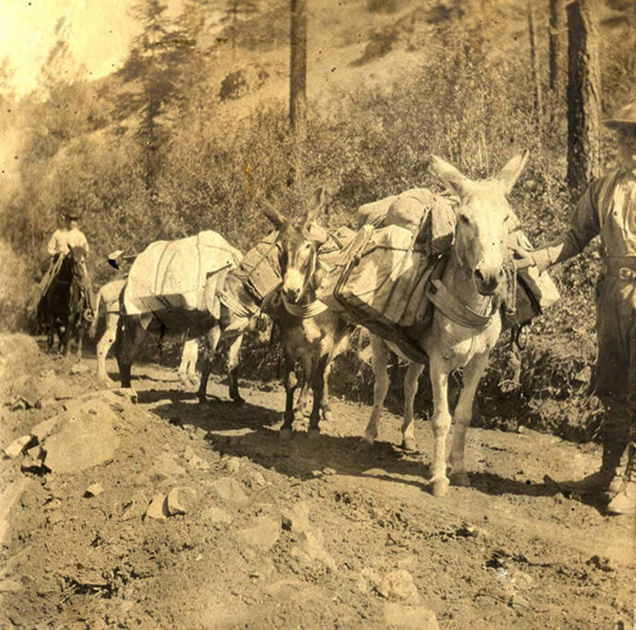 Pack train of mules loaded with supplies.