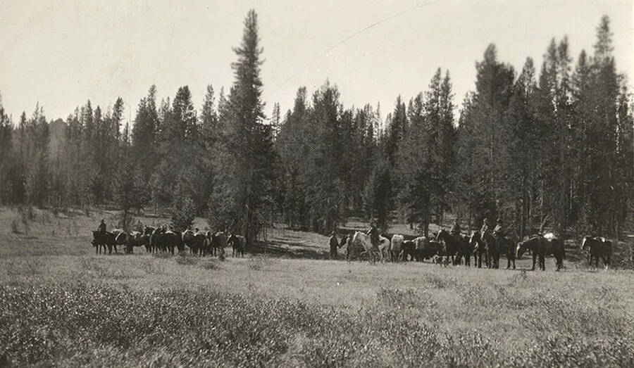 A group of men and horses prepare for a trip.