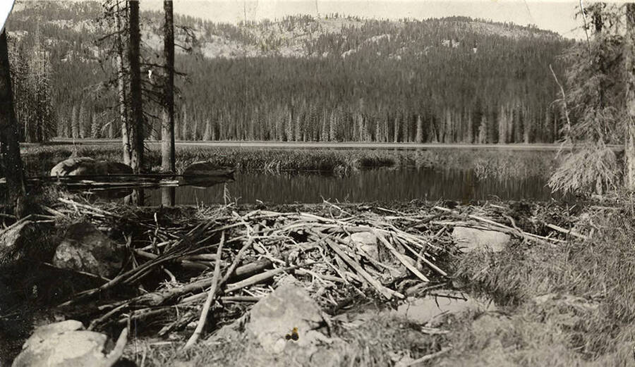 View of the lake with log debris in the foreground.