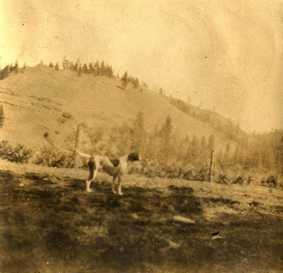 The Stonebraker's family dog, Jack, stands near their property in Stites, Idaho.