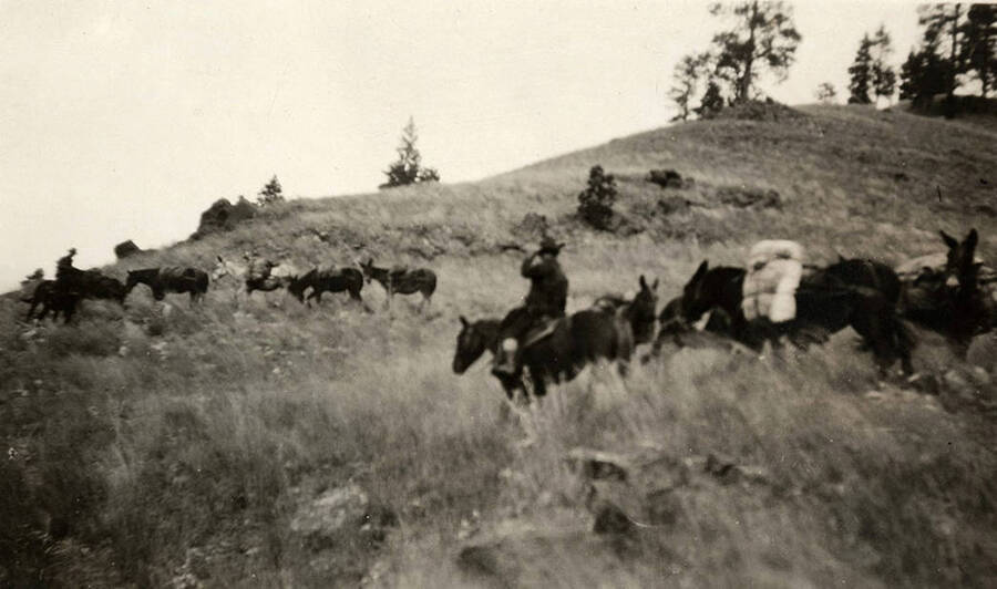 A pack of horses walks across a grassy hill.