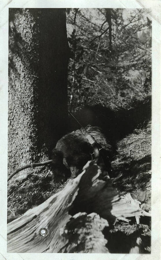A harvested bear lays by downed logs with a rifle laying over it.