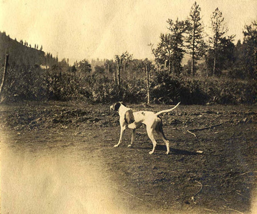 The Stonebraker's dog, Juno, hunts near the Clearwater River.