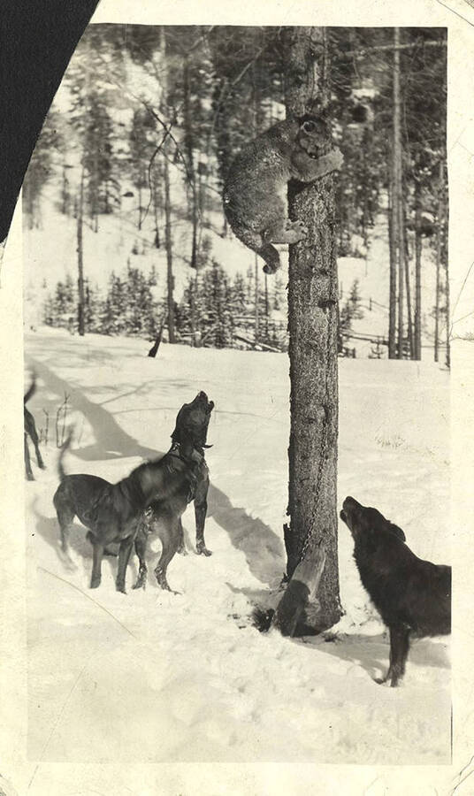 Three dogs practice treeing a cougar cub. The cub is chained. This was a common way for dogs to learn to tree game animals. Near a cabin on the Werdenhoff property at Big Creek.