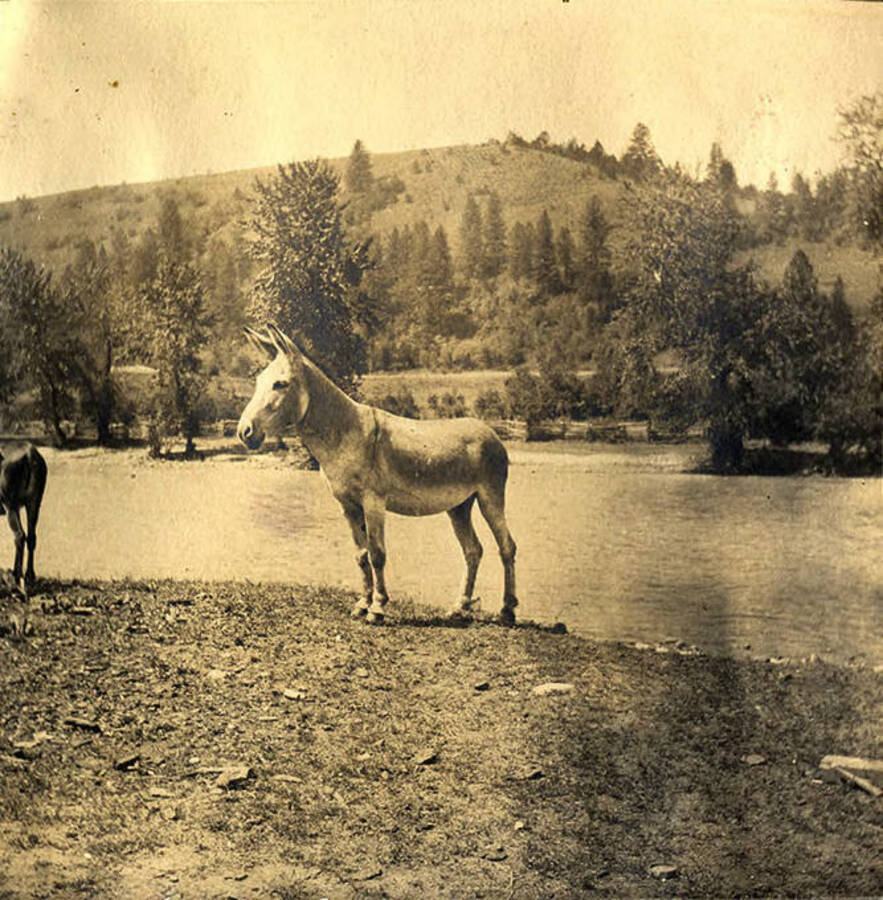 Jack the burro stands near the bank of the Clearwater River.