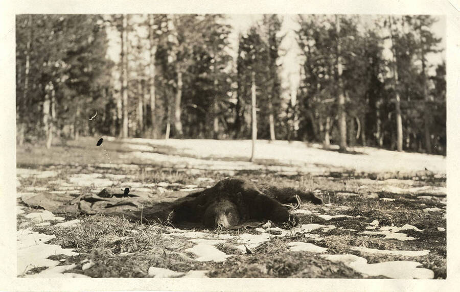 A harvested black bear lays on a tarp in a snowy field.