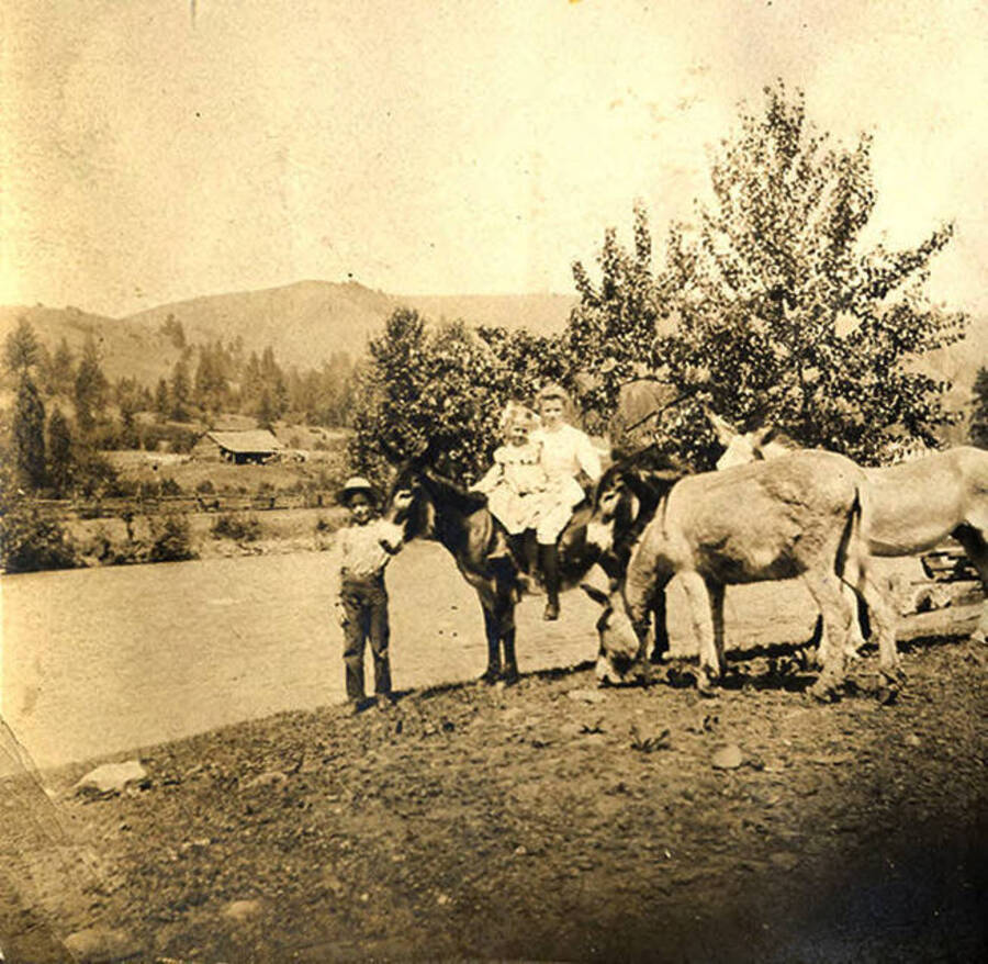 Three children hold the reigns and sit on top of pack train burros near the Clearwater River.