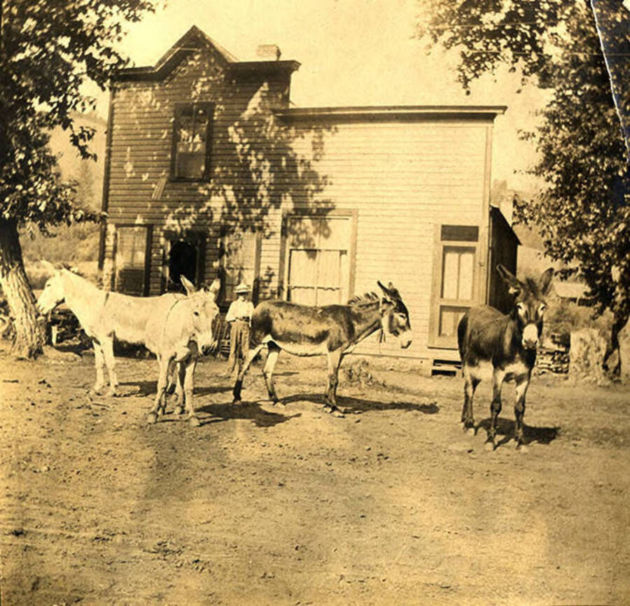 Mules stand outside of a home.