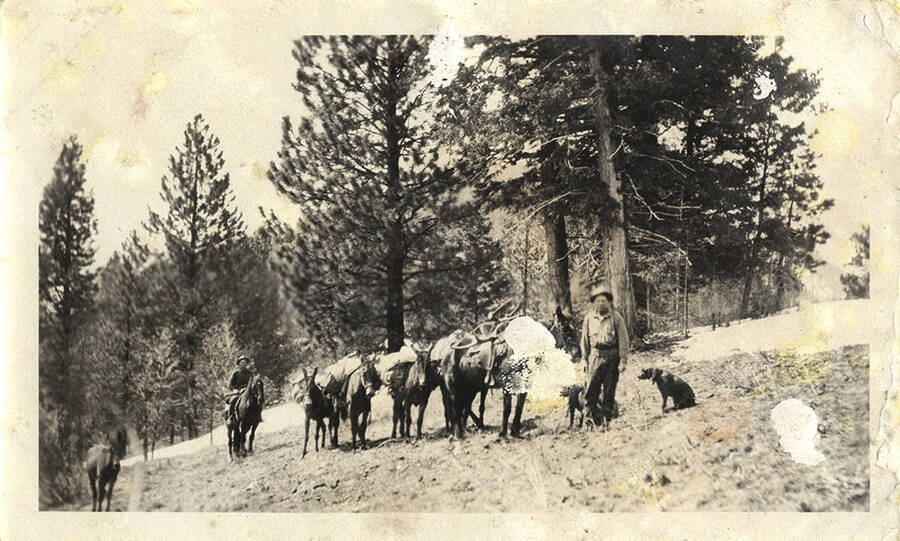 Two men stand with horses and dogs on a hillside.